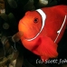 anemonefish_spinecheek_muck_h_0705_png2328.jpg